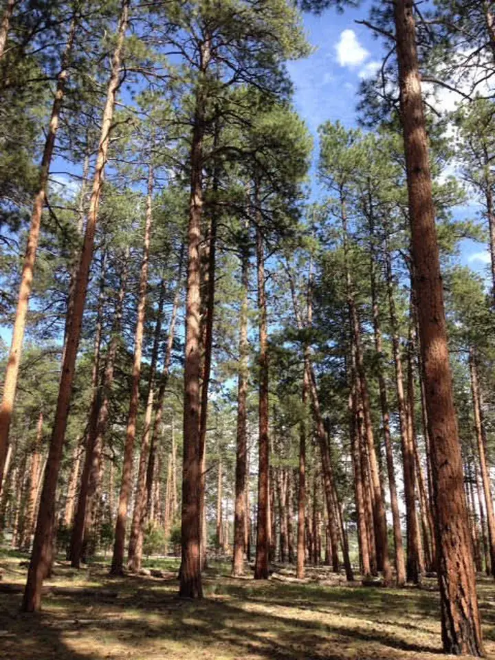 Tall ponderosa pine trees in the Mogollon Ranch forest