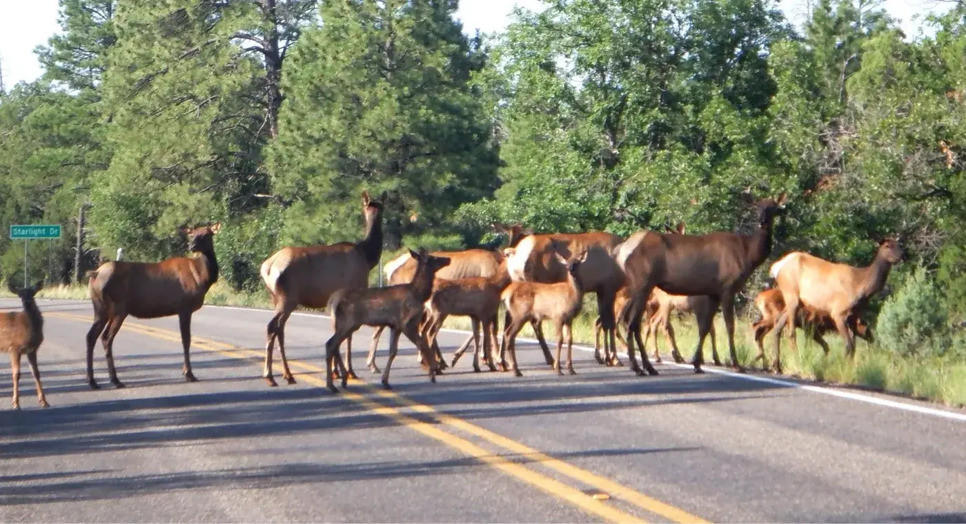 A herd of elk moving through the high-country landscape